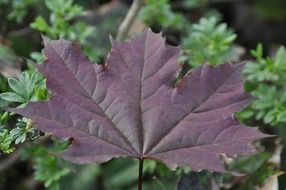 maroon maple leaf close-up