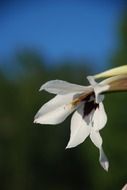 beautiful white bud on a blurred background