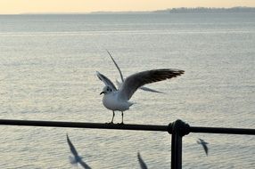 seagull lake