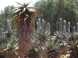 exotic cacti in nature