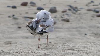 seagull bird natur nature pen