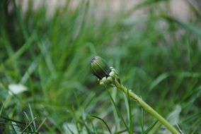 closed Bud of a dandelion