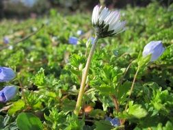 daisies on a green meadow