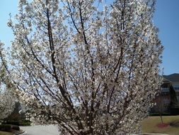 blooming dogwood tree