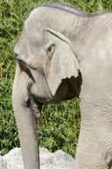 asian elephant in wildlife