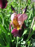 bearded iris, flower and buds