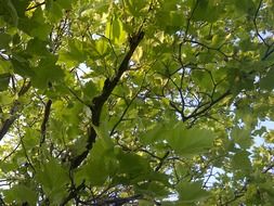 green tree crown in summer