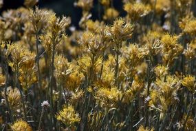 Yellow broom flowers