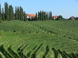 vineyards on the hill