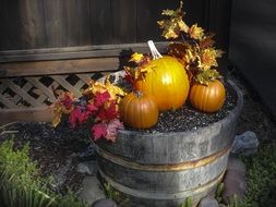composition of autumn vegetables