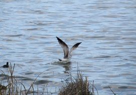 Seagull and other birds in wildlife