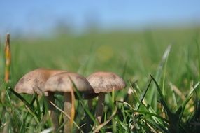 Organic mushrooms