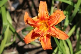 fresh orange flower in the garden