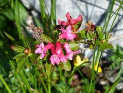 pink flowers in the alpine mountains