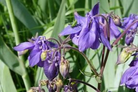 purple bells in the meadow