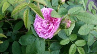 pink rose flower in the bush