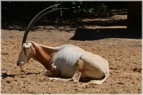 antelope oryx