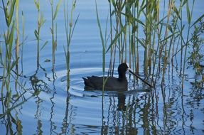 Eurasian coot in the lake