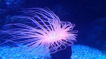 white sea creatures
