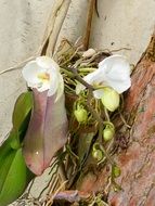 tropical white orchids