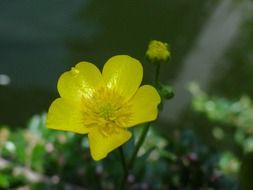 yellow caltha palustris