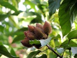 green paprika seed on a branch