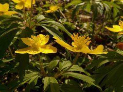 Natural Yellow wood anemone