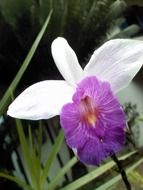 white-purple exotic orchid