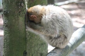White and brown monkey in the forest