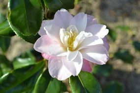 beautiful white flower on a tree