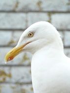 seagull head