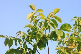 walnut tree foliage
