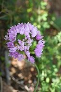 wild flower in nature in summer