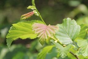Closeup photo of Natural green leaves