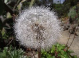 Agoseris Grandiflora in California