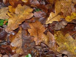 autumn wet leaves