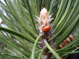 extraordinarily beautiful ladybug on pine