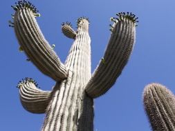 Cactus plant in Arizona desert