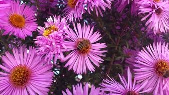 gorgeous pink nature plant