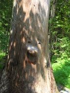 tree funny face