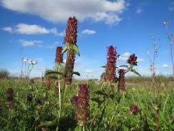 prunella vulgaris wildflower