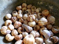 many snail shells
