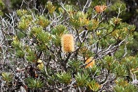 Horsetail with flowers in Tasmania