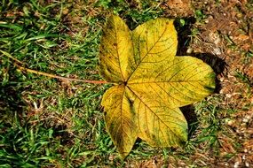 stunning yellow leaf on the green grass