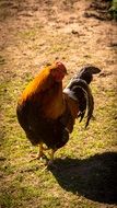 domestic cock