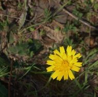yellow flower on ground close up