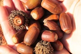acorns in the hands of man
