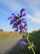 sage meadow by the roadside