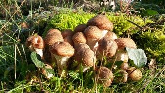 seasonal mushrooms on green moss