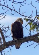 perched on the tree bald eagle